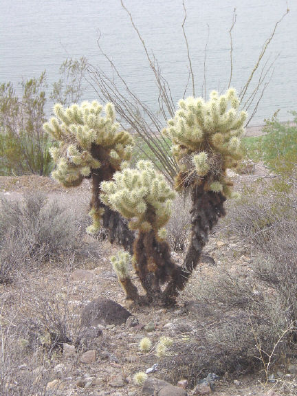 Cholla Cactus at Lake Pleasant