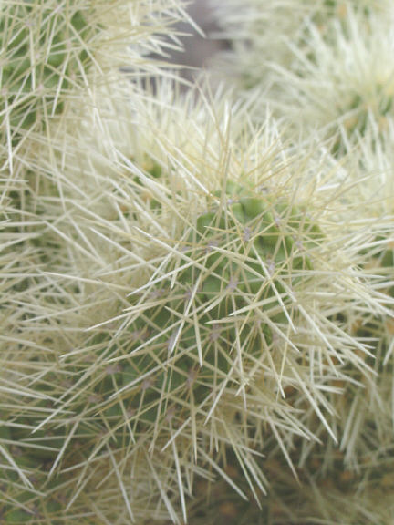 Close-up of Cholla Cactus